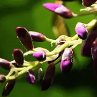 L-Dopa Bean ingredient